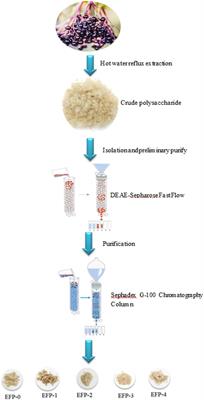Extraction, isolation, structural characterization, and antioxidant activity of polysaccharides from <mark class="highlighted">elderberry</mark> fruit
